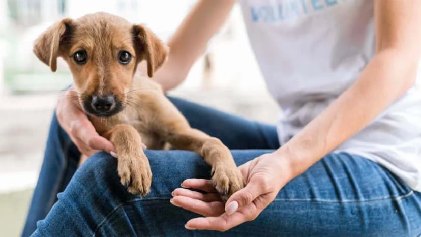 Discovering Heartworm Disease in Dogs