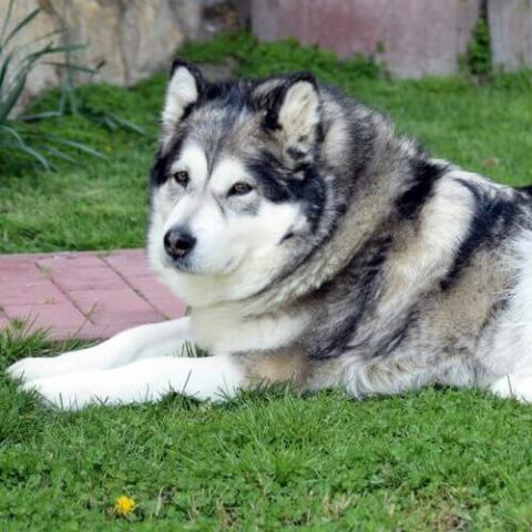 Alaskan Malamute Aborn Pet Hospital