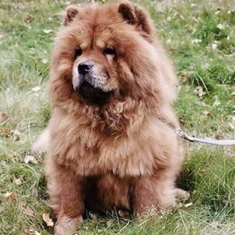 Male hot sale chow chow