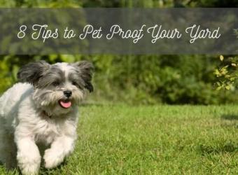 8 Tips for Pet Proofing Your Yard for Spring and Summer