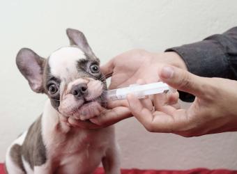 6 Reasons Why Buying Online Pet Prescriptions Is Not Worth the Risk