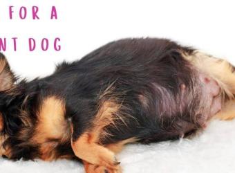 Pregnant Dog Care Tips