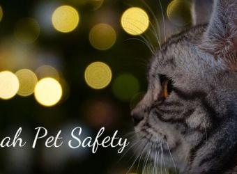 6 Tips for Hanukkah Pet Safety