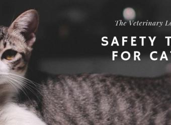 The Veterinary Lobby: Safety Tips for Cats