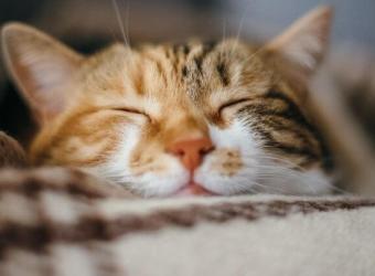 5 Cat Wellness Tips in Honor of Pet Wellness Month