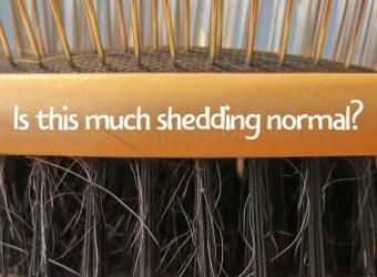 Is This Much Shedding Normal? When Hair Loss in Pets is Problematic