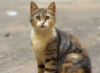 5 Tips For Finding Your Lost Cat and How to Prevent This Tragedy