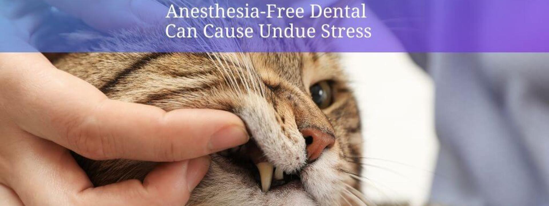 anesthesia-free cat dental