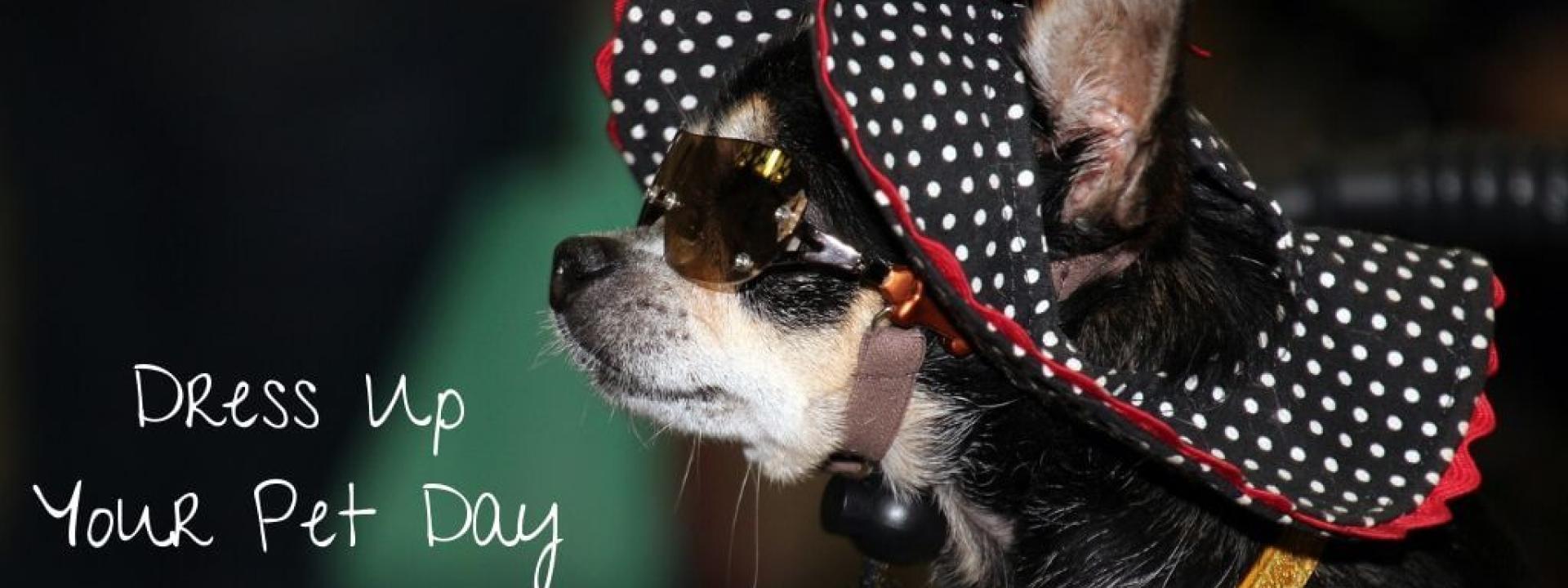 A chihuahua wearing a bonnet and sunglasses