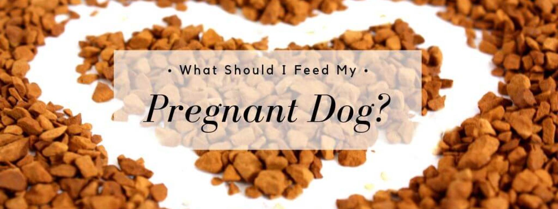 What should i 2025 feed my pregnant dog