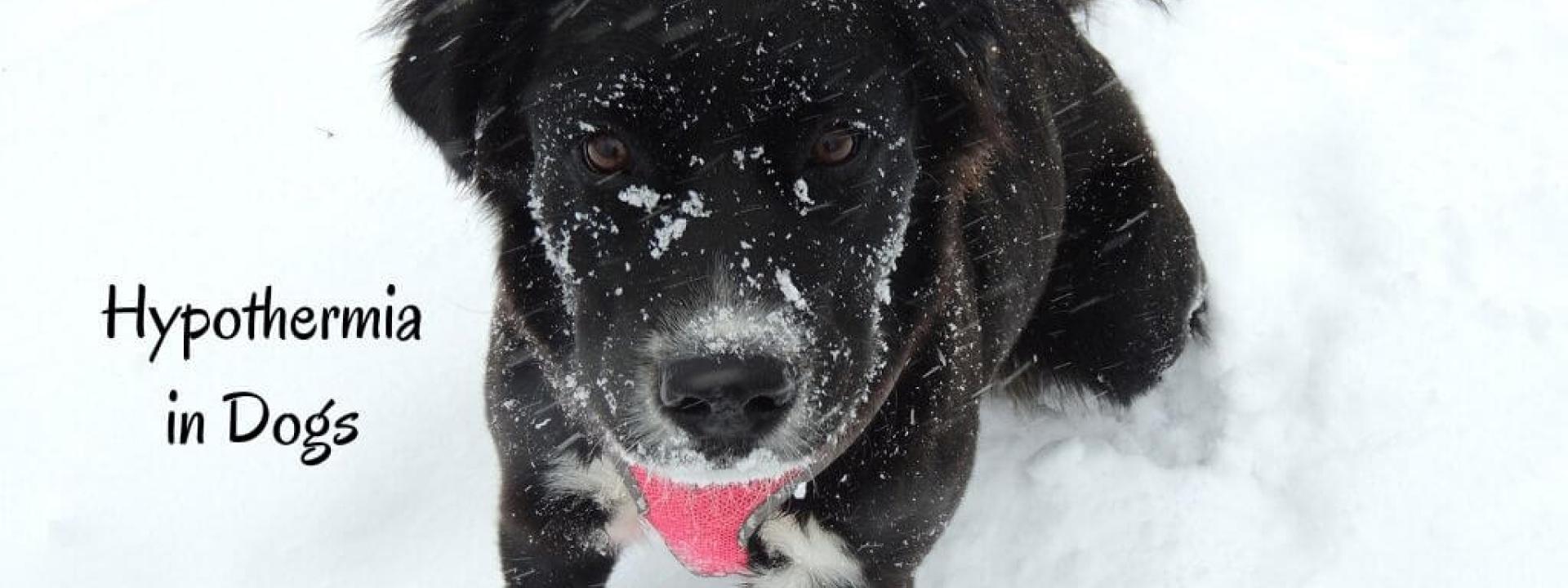 A dog outside during a snow storm