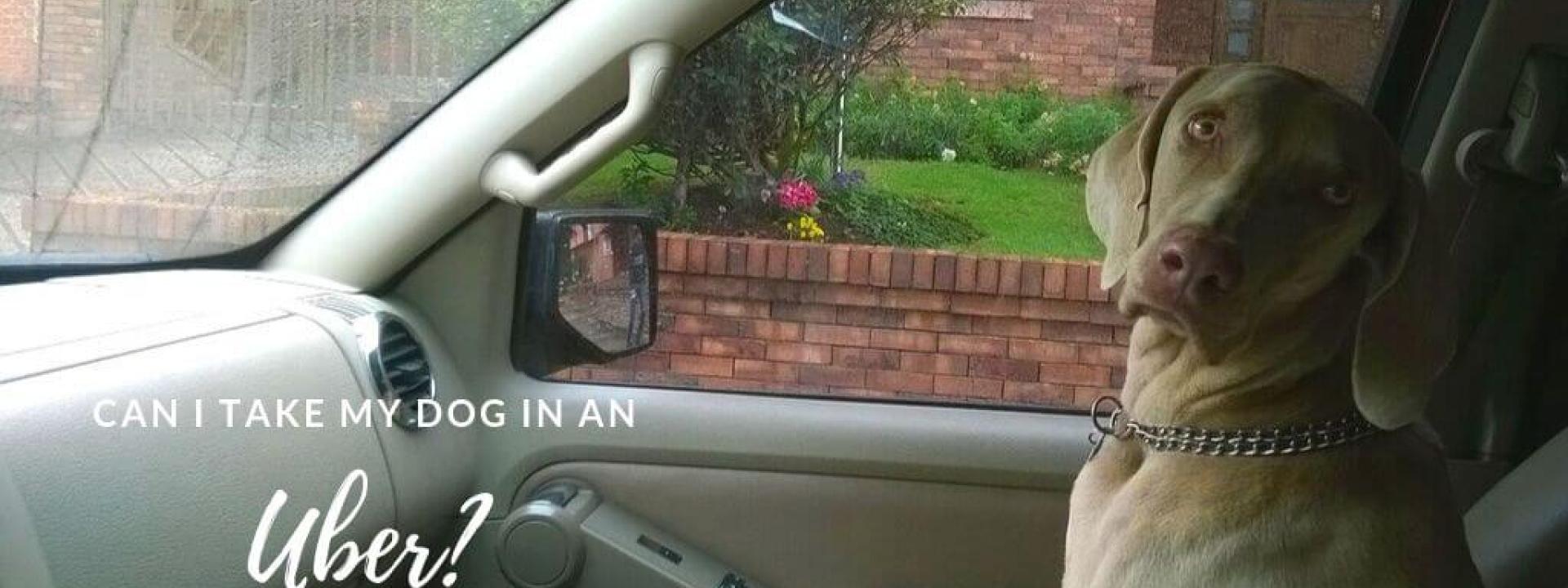 Dog in passenger seat of a car