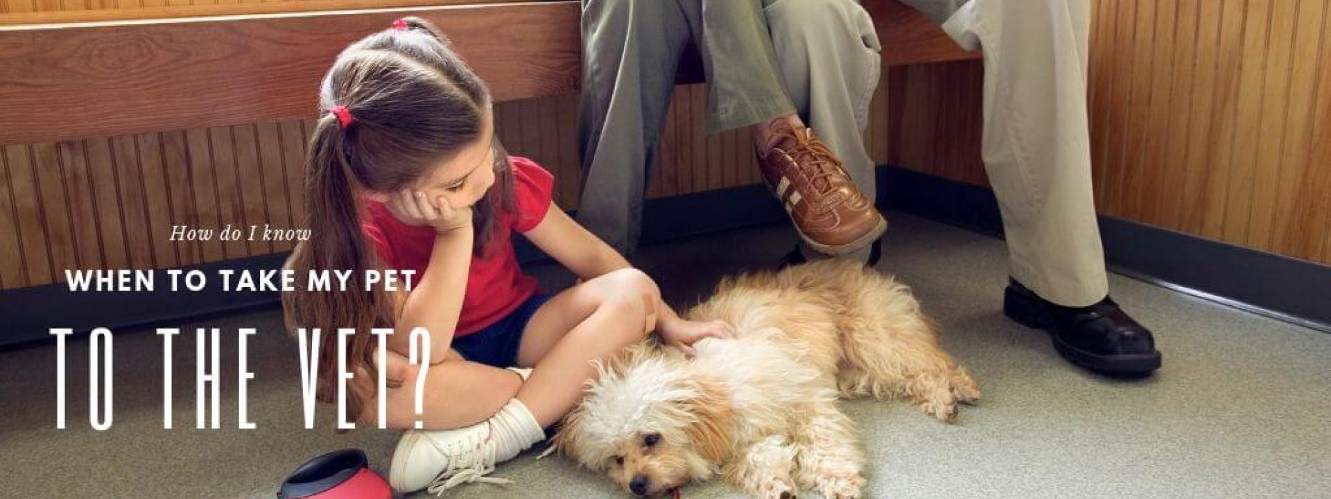 Dog with family in veterinary waiting area