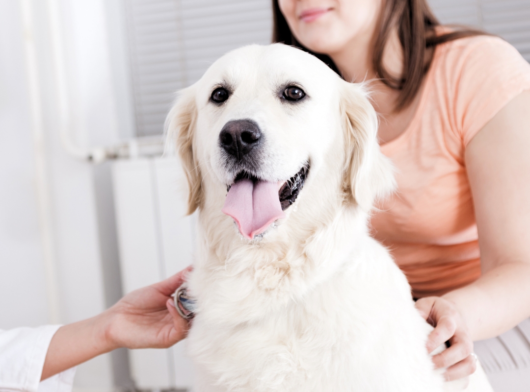 A vet examines a dog with a stethoscope