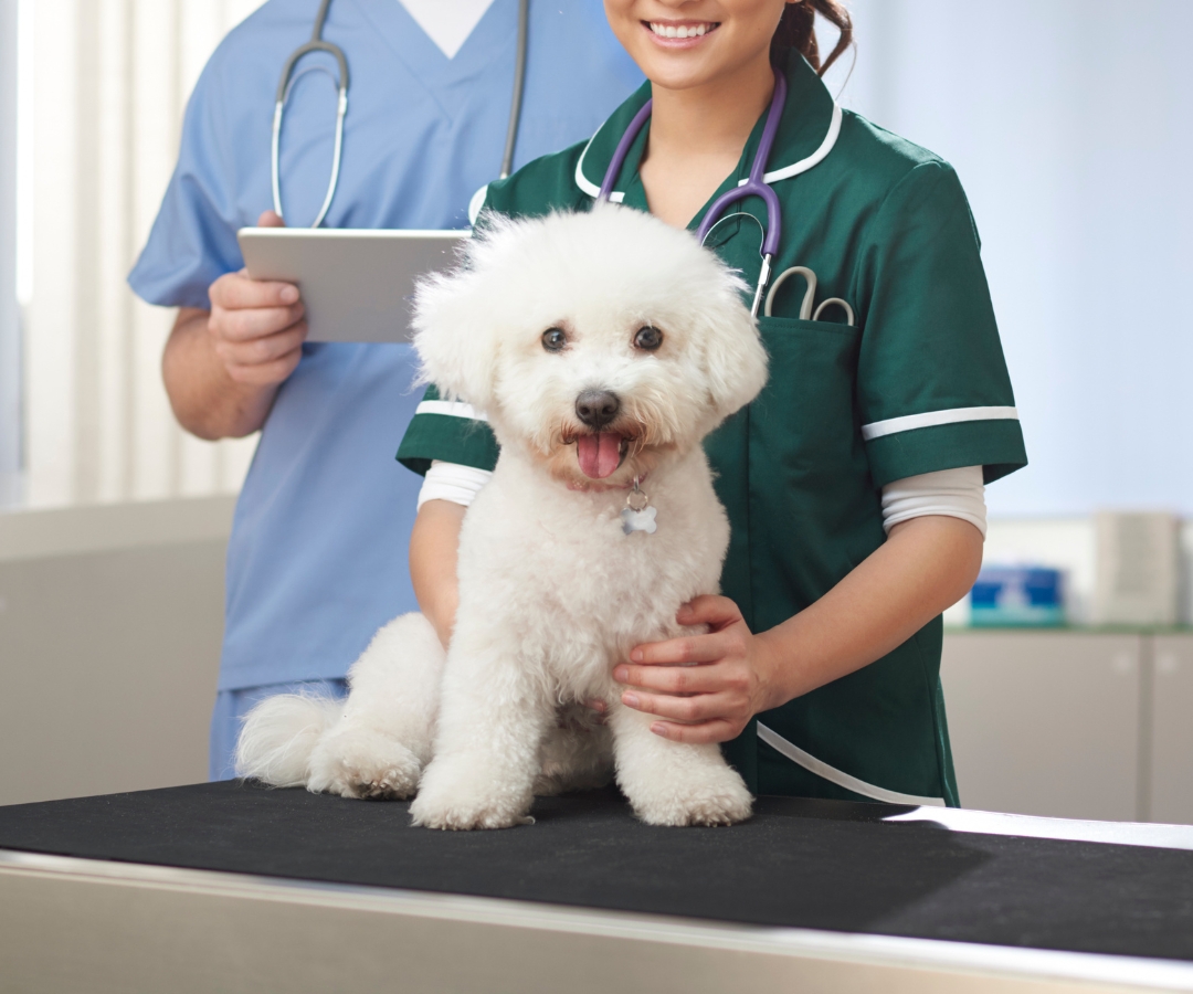 In scrubs, two vets hold a small white dog