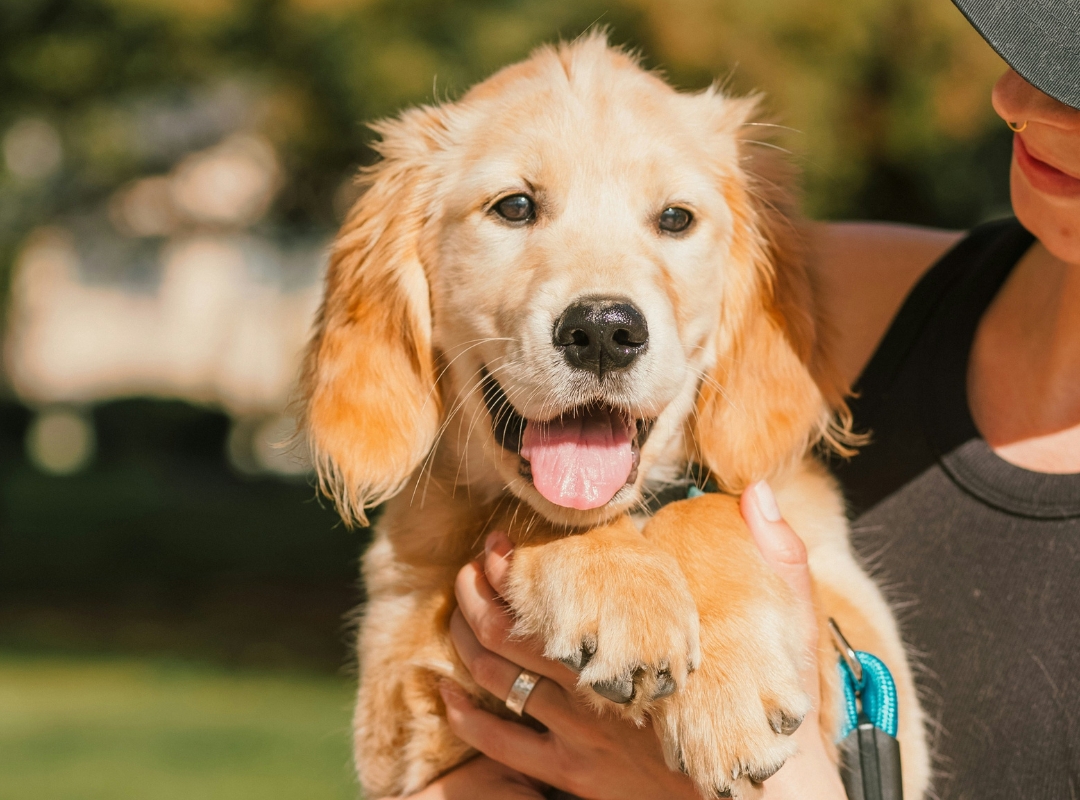 a woman gently cradles a puppy in her arms