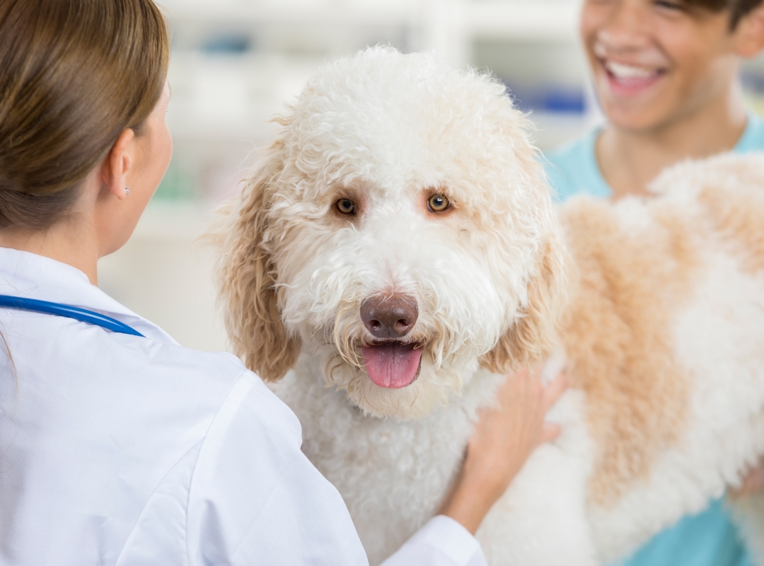 A woman gently pets a dog