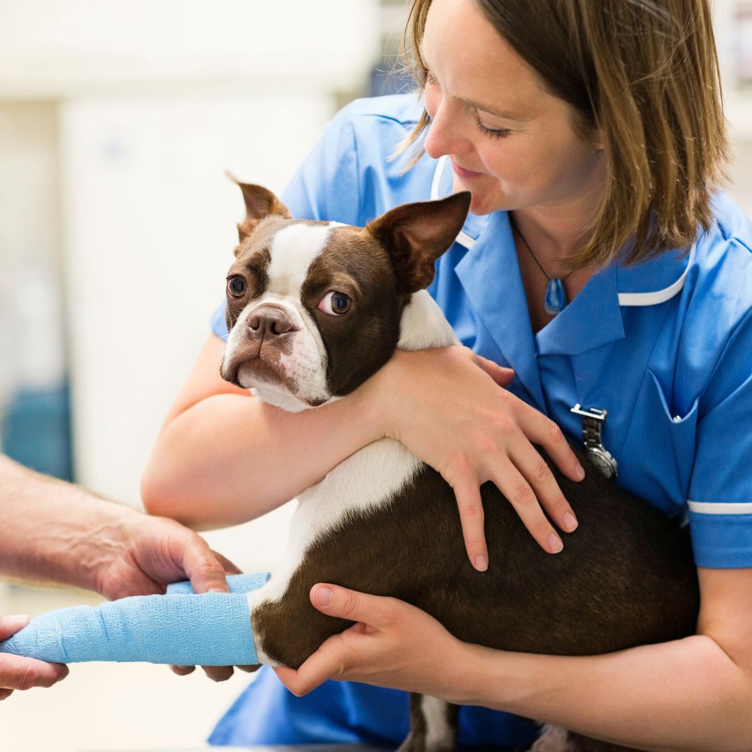 a dog being held by vet nurse with a bandaged leg