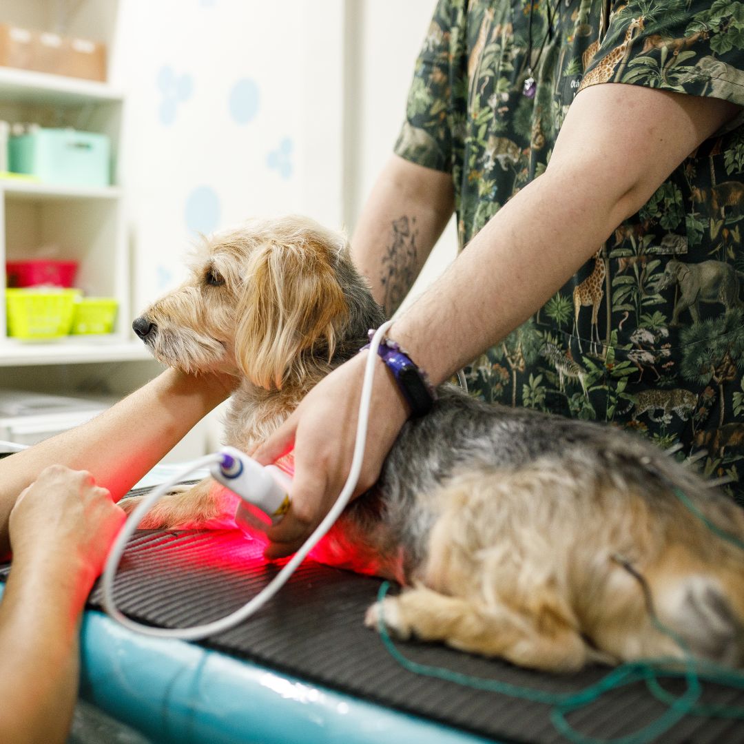 a dog receiving laser therapy treatment from a vet