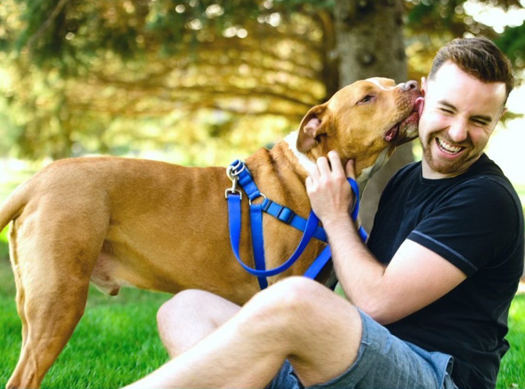 a dog with a blue harness licking a person's face