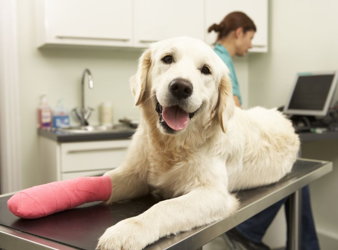 a dog with a pink cast on its front leg on a vet's exam table