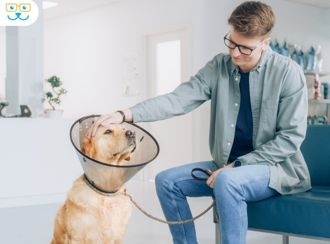 a person comforting a golden retriever wearing a cone collar