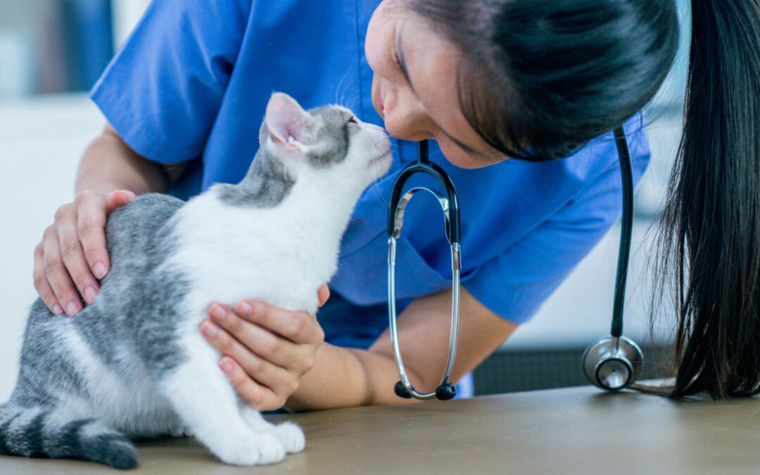 a vet affectionately nose-to-nose with a cat on an exam table