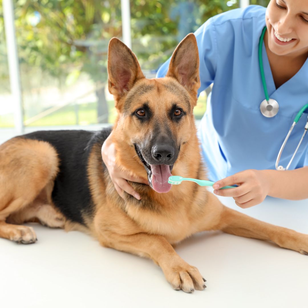 a vet giving a dog a brushing