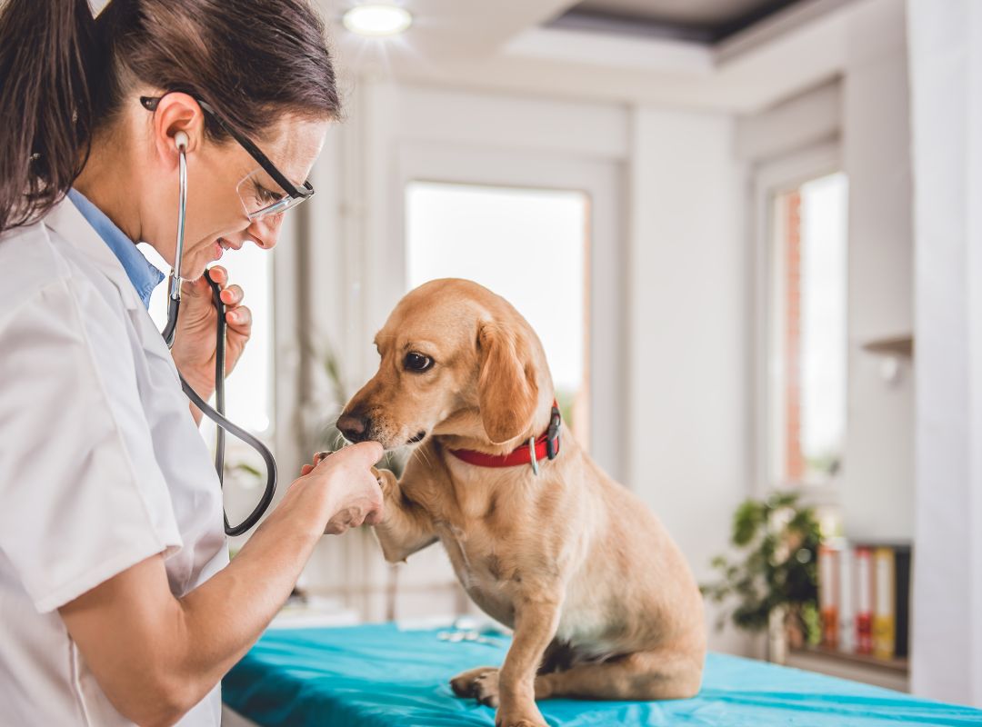 a vet using stethoscope on a attentive dog in a hospital