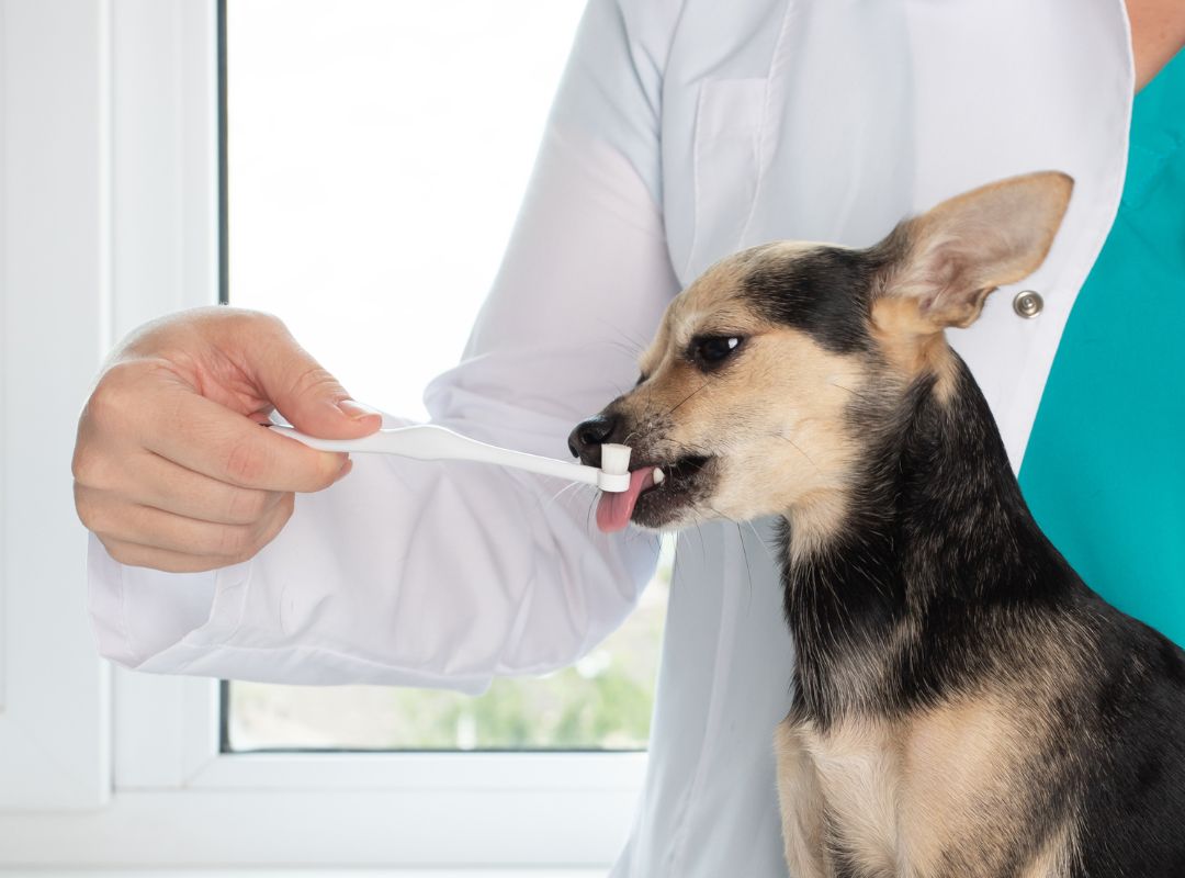 a veterinarian giving a dog oral medication