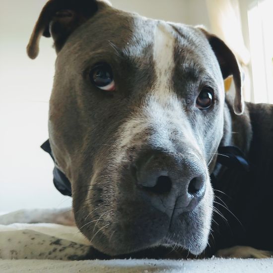 A detailed image of a dog lying on a bed