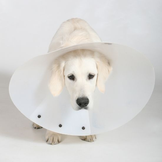 A dog wearing a protective cone around its head