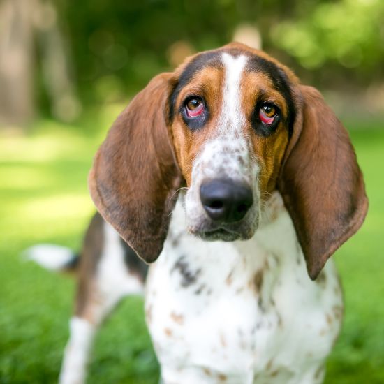 A brown and white dog with a large head