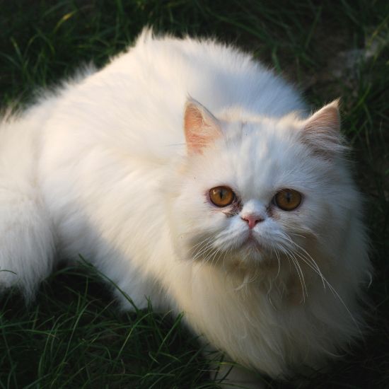 A white cat with bright yellow eyes