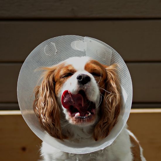 A dog wearing a protective cone around its head