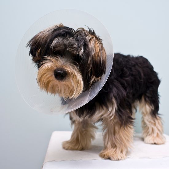 A dog wearing a protective cone around its head