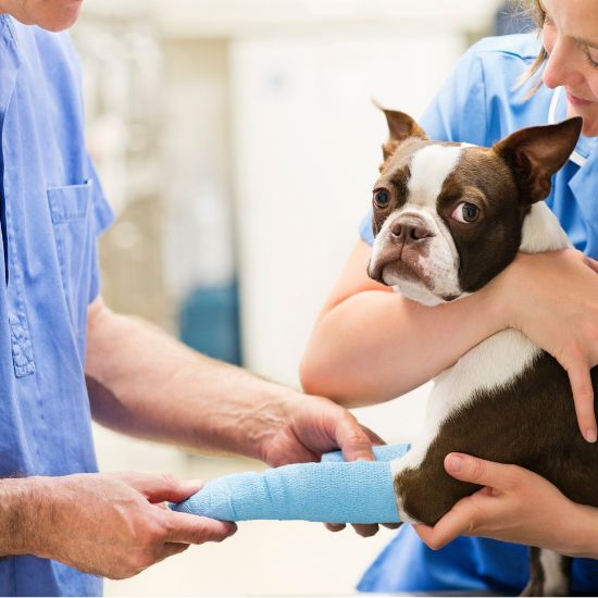 A woman gently holds a dog with a cast on its leg