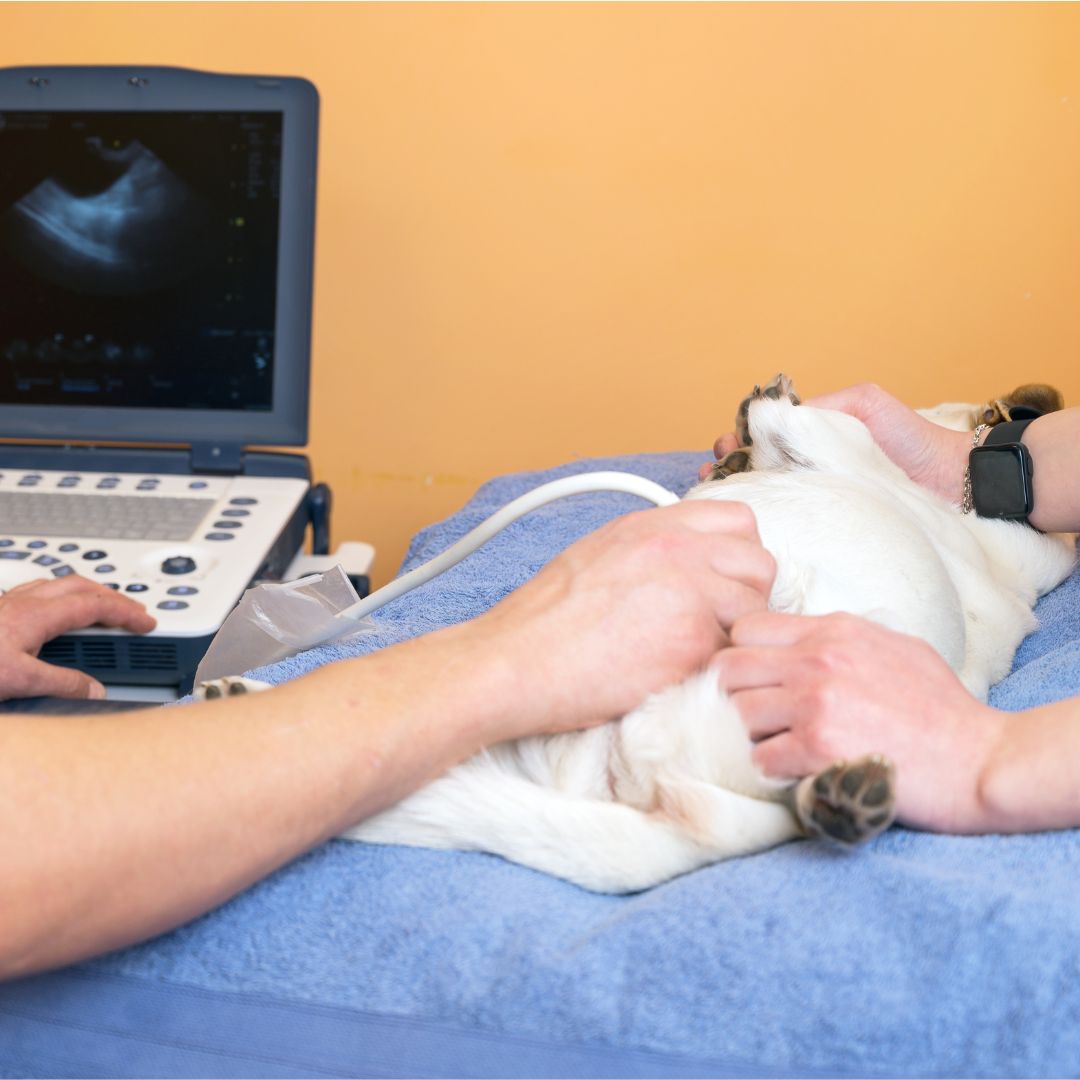 A person gently examines a cat resting on a bed