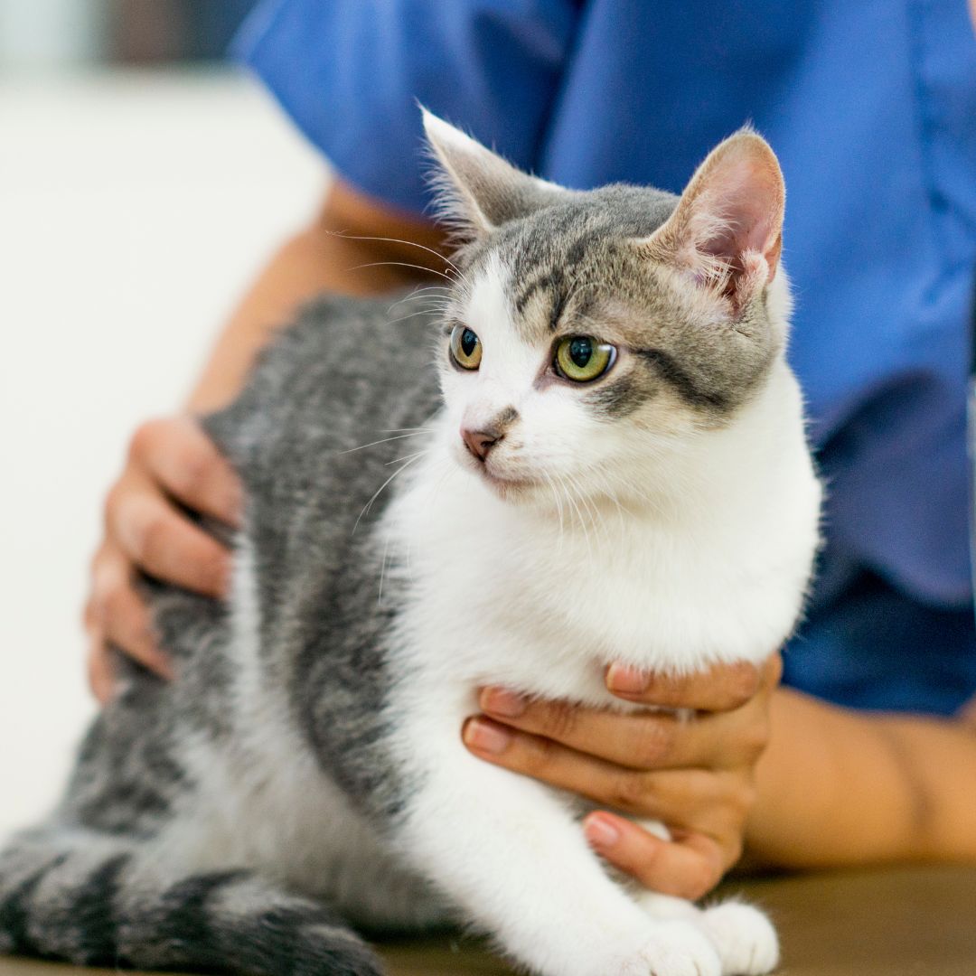  a vet genteelly petting a cute cat