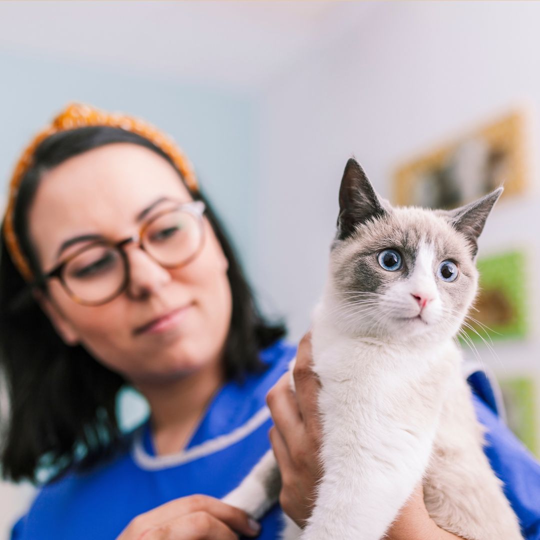 A vet holds a cat in her arms<br />
